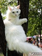 我国大白猫种类材料简介