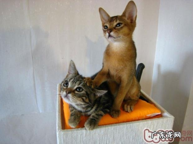 介绍几大合适上班族养殖的猫咪品种