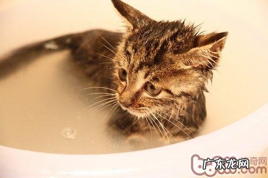 猫咪为什么会惧怕水