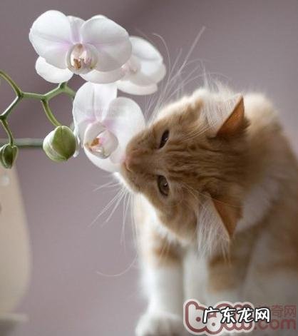 猫咪弥补维生素可亮丽毛色