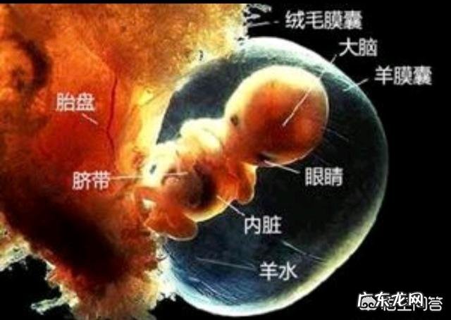 吃什么胎儿最好吸收营养 怎样让胎儿更好地吸收营养?