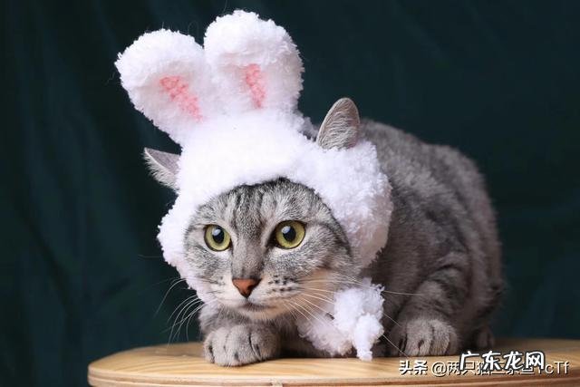 猫多维片有促进食欲的效果吗？