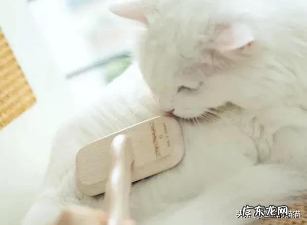 猫多维片有促进食欲的效果吗?