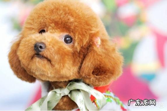 有没有知道给狗狗吃的驱虫药在正常药店可以买到吗?