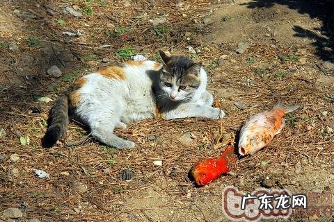 让猫咪吃鱼的时分要注意什么