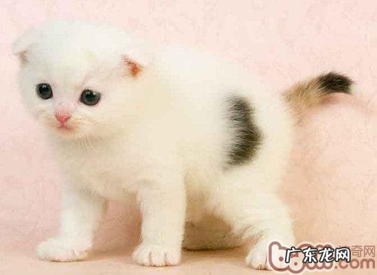 苏格兰折耳猫眼睛的色彩介绍