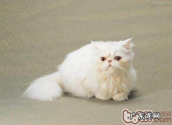 让波斯猫毛发愈加健康的办法