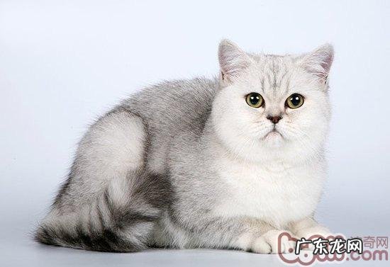 猫猫换毛时节四大应对方针