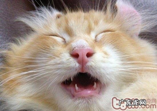 怎样让猫咪习惯刷牙