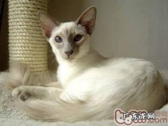 具有纤细的身条的巴厘岛猫