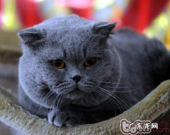 英国短毛猫该怎么养殖