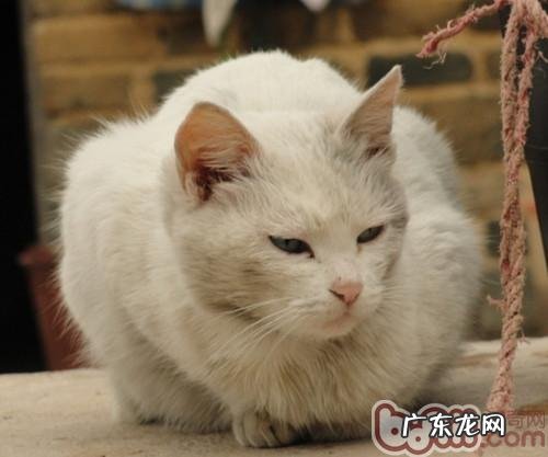 合适上班族养殖的猫有哪里