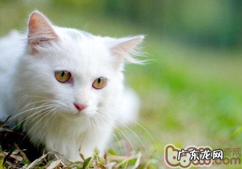 给猫咪刷牙可防备口臭