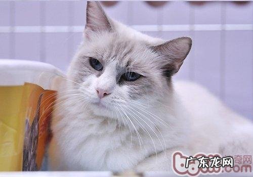 怎么区分伯曼猫和布偶猫