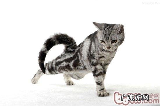 猫咪修剪尾毛的注意事项