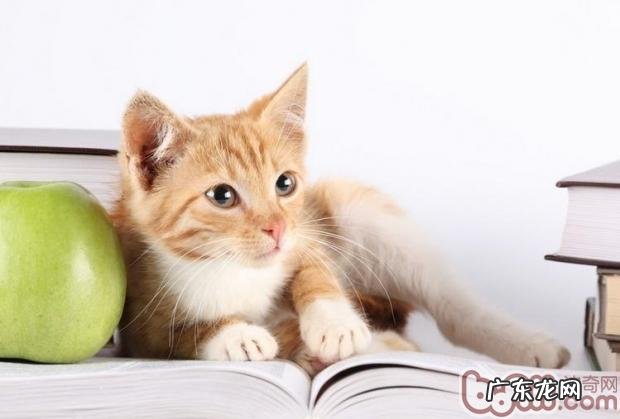 猫咪剃毛的办法和东西