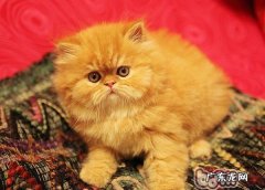 哪些食物需谨慎喂饲猫猫