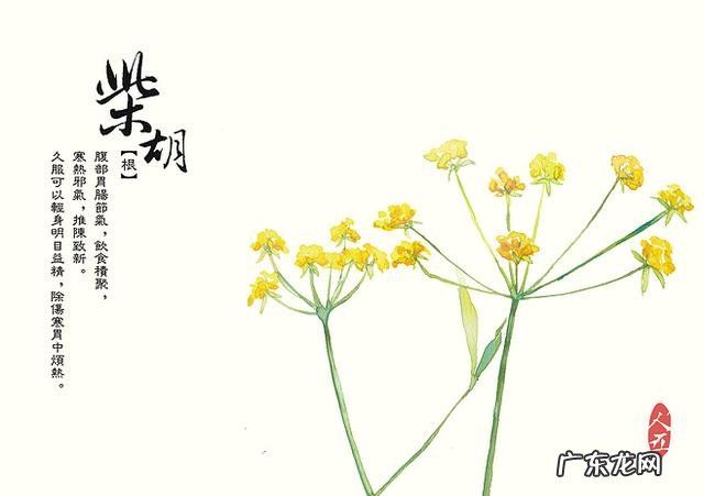 大黄黄芪和白芍一起泡水的功效 柴胡、黄芪和白芍一起泡水喝,对身体有什么好处?为什么?