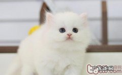 怎样解开猫咪身上的毛团