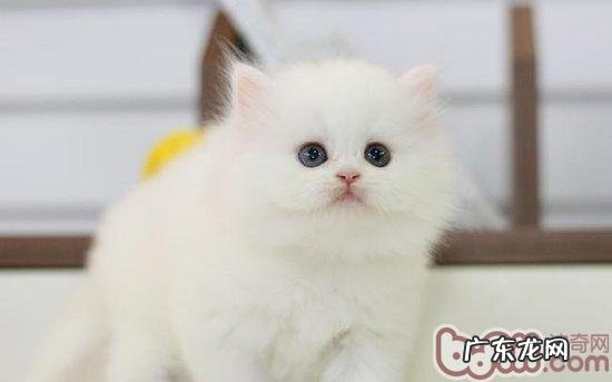 怎样解开猫咪身上的毛团