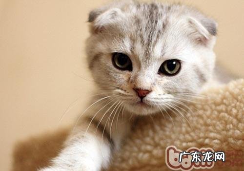 怎么区分纯种苏格兰折耳猫