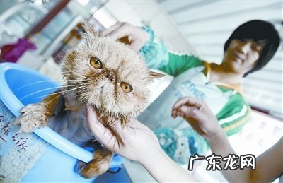 给猫咪剃毛的优缺点