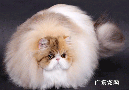波斯猫表面特色的介绍