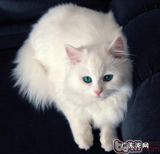 女生适合养什么种类的猫