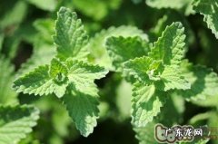 猫薄荷的介绍及其效果