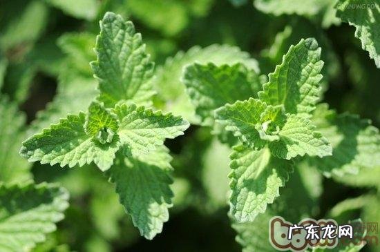 猫薄荷的介绍及其效果