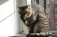 猫咪饭后舔舐脸部原因