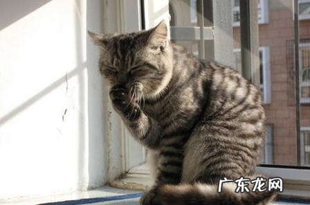 猫咪饭后舔舐脸部原因