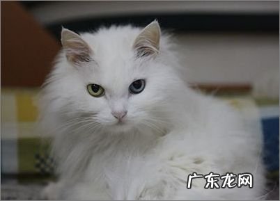 猫癣可能会感染给人