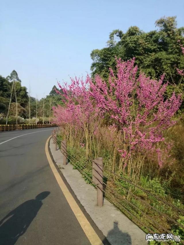 女生醉酒后被同学强奸,该怎么办?