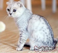 苏格兰折耳猫寿数多长时间