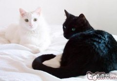 猫咪眼睛有哪些色彩