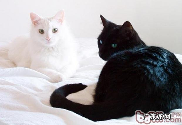 猫咪眼睛有哪些色彩