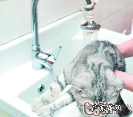 猫咪运用香波的注意事项