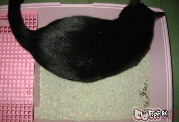 猫砂的品种和优缺点