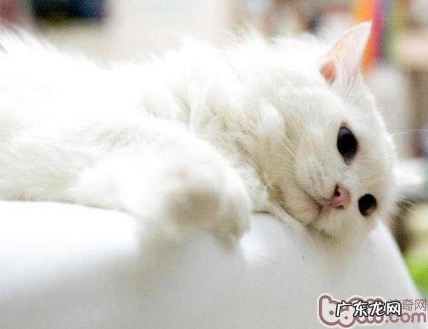 猫咪洗澡新方法之干洗