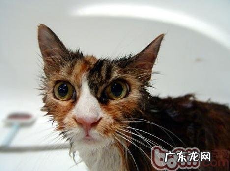 给猫咪舒畅洗澡的奇妙办法