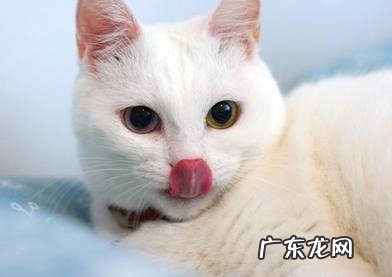 猫咪健康护眼鸡肉拌饭的做法