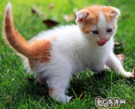 猫咪是不是都需求弥补营养品