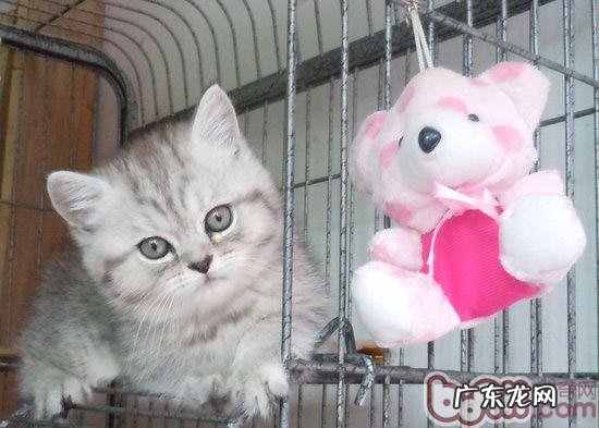 猫主需求了解的猫粮食用留意点