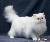 给波斯猫洗澡应该留意什么