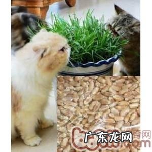常见的猫草品种