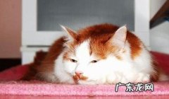 克己环保猫窝之纸质猫窝