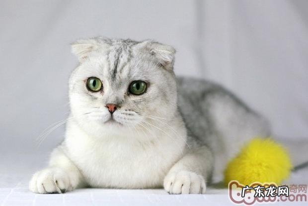苏格兰折耳猫的养殖方法