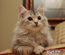 户外运动有利改进猫咪毛质