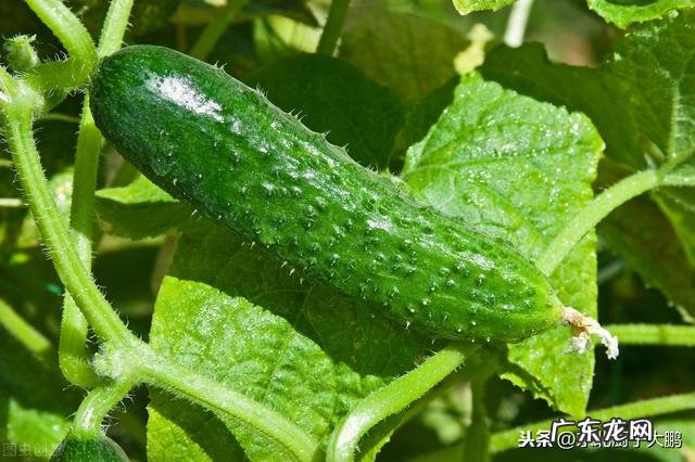 黄瓜与西红柿一起炒有没有坏处?